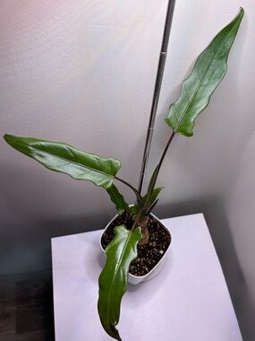 Alocasia Lauterbachiana Purple Sword Starter Plant in Self-Watering Setup Rare